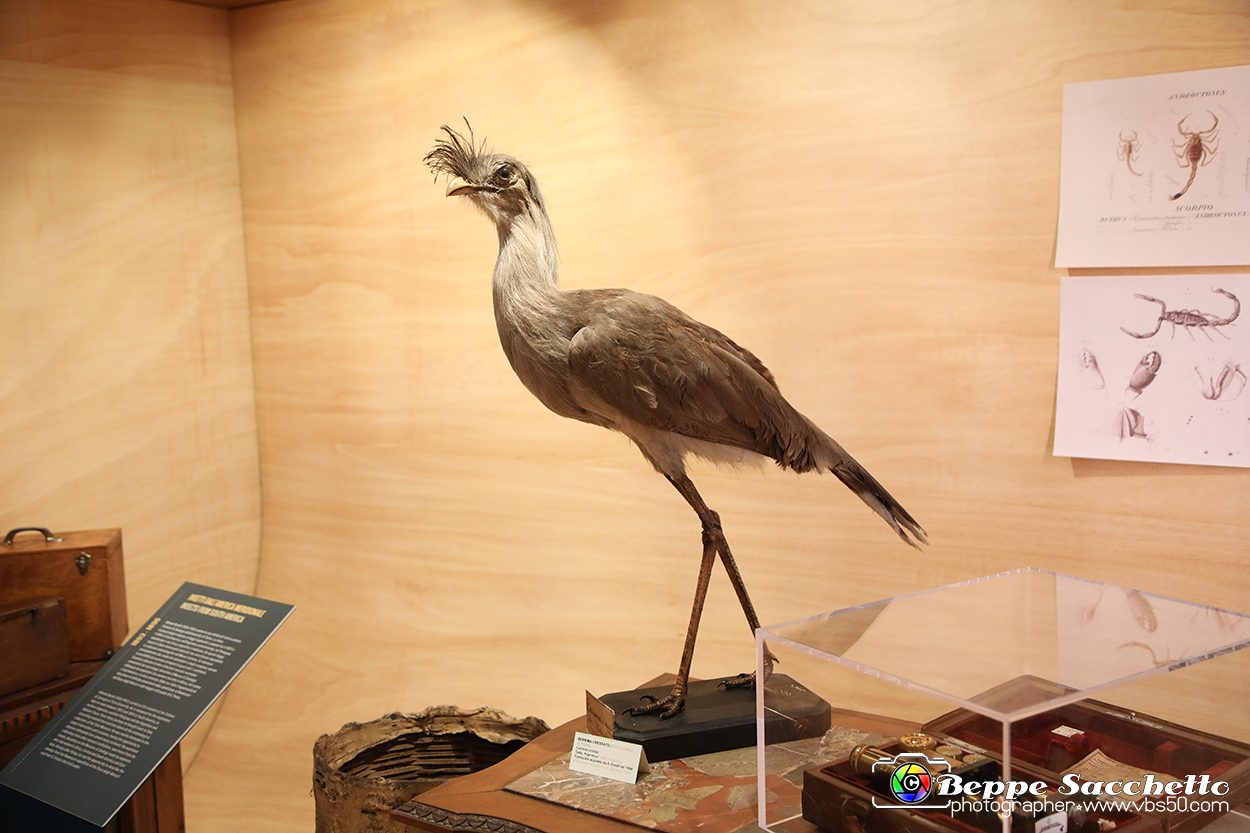 VBS_0922 - Riapre il Museo di Scienze Naturali dopo dieci anni di chiusura.jpg